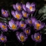 earth’s pulse quickens House of Haiku Medium
